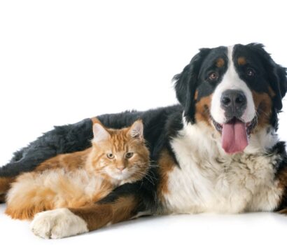 How to Prevent Fleas and Ticks on Pets | Pittsburgh | Bactronix