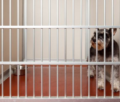 Preventing Fleas and Ticks in Doggy Daycares and Vet Clinics | Pittsburgh, PA | Bactronix