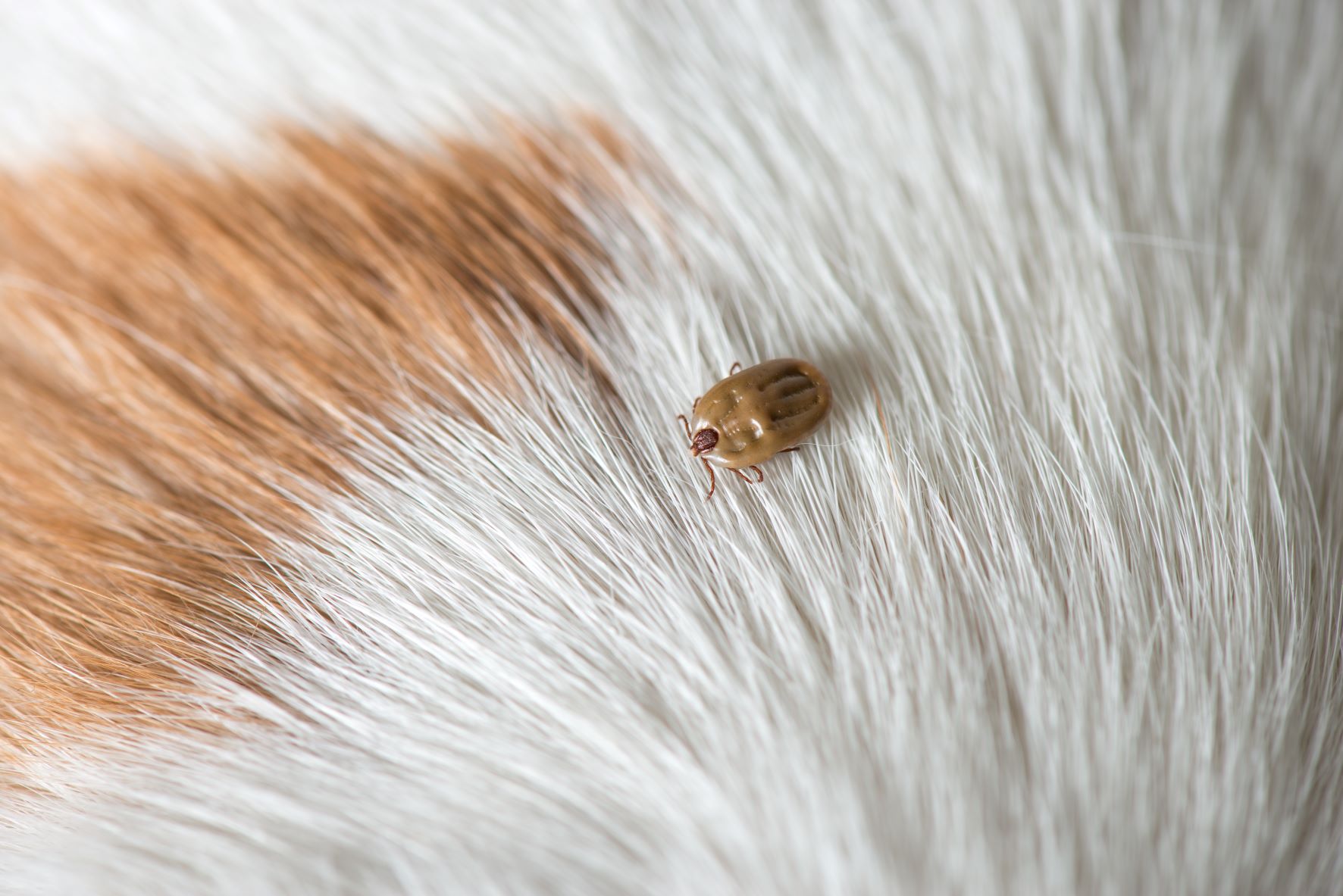 Comparing Flea and Tick Treatments: Which is Best for Your Pet? | Pittsburgh | Bactronix