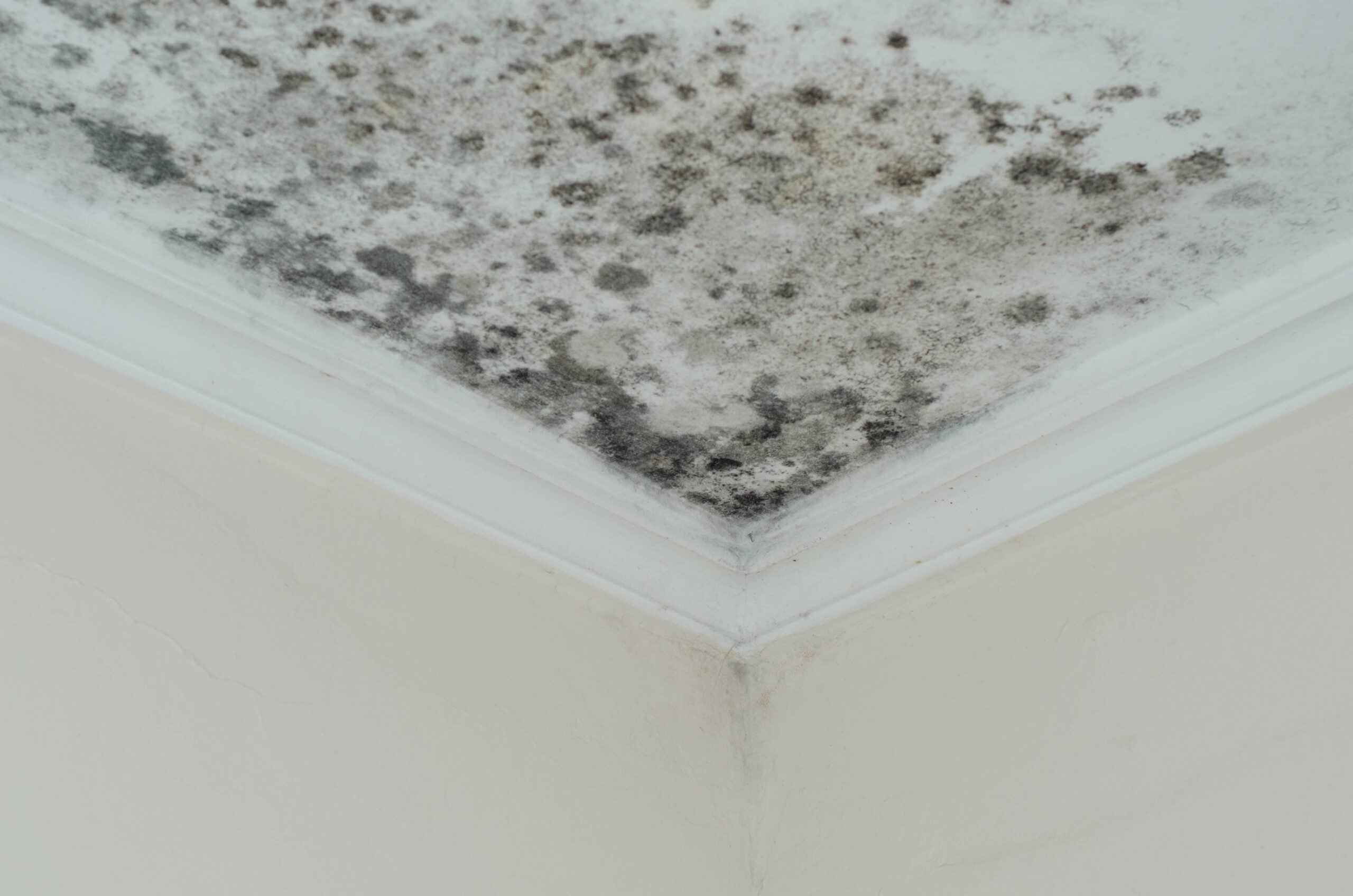 DIY Mold Removal: When to Call in the Professionals