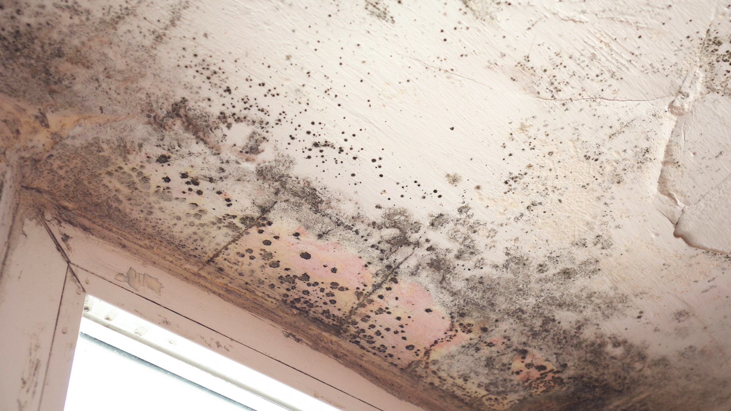 7 Steps to Mold Remediation | Bactronix