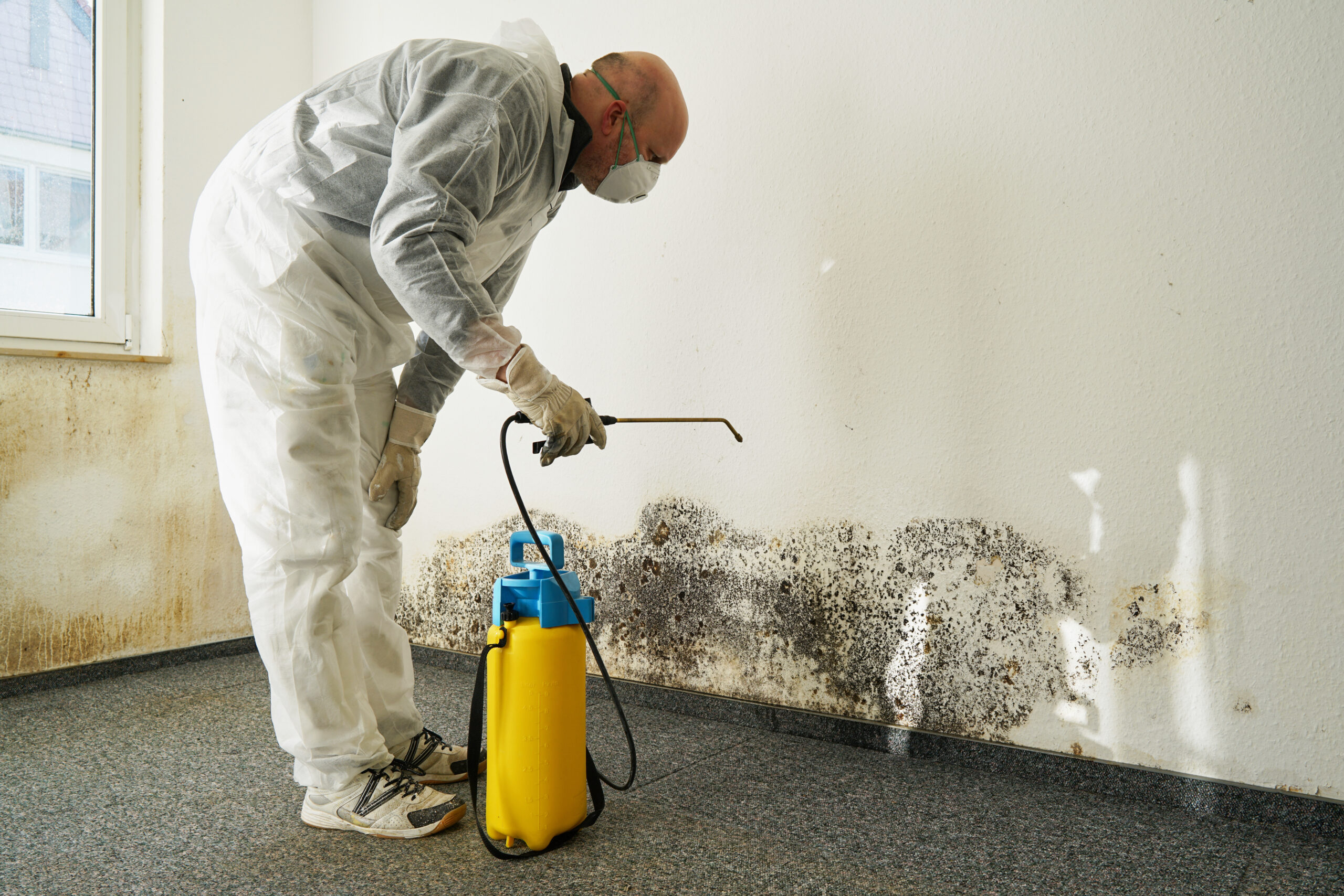 Why Hiring a Professional Mold Remediation Company is Worth the Investment