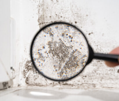 Black Mold: Why it's a Danger to your Health