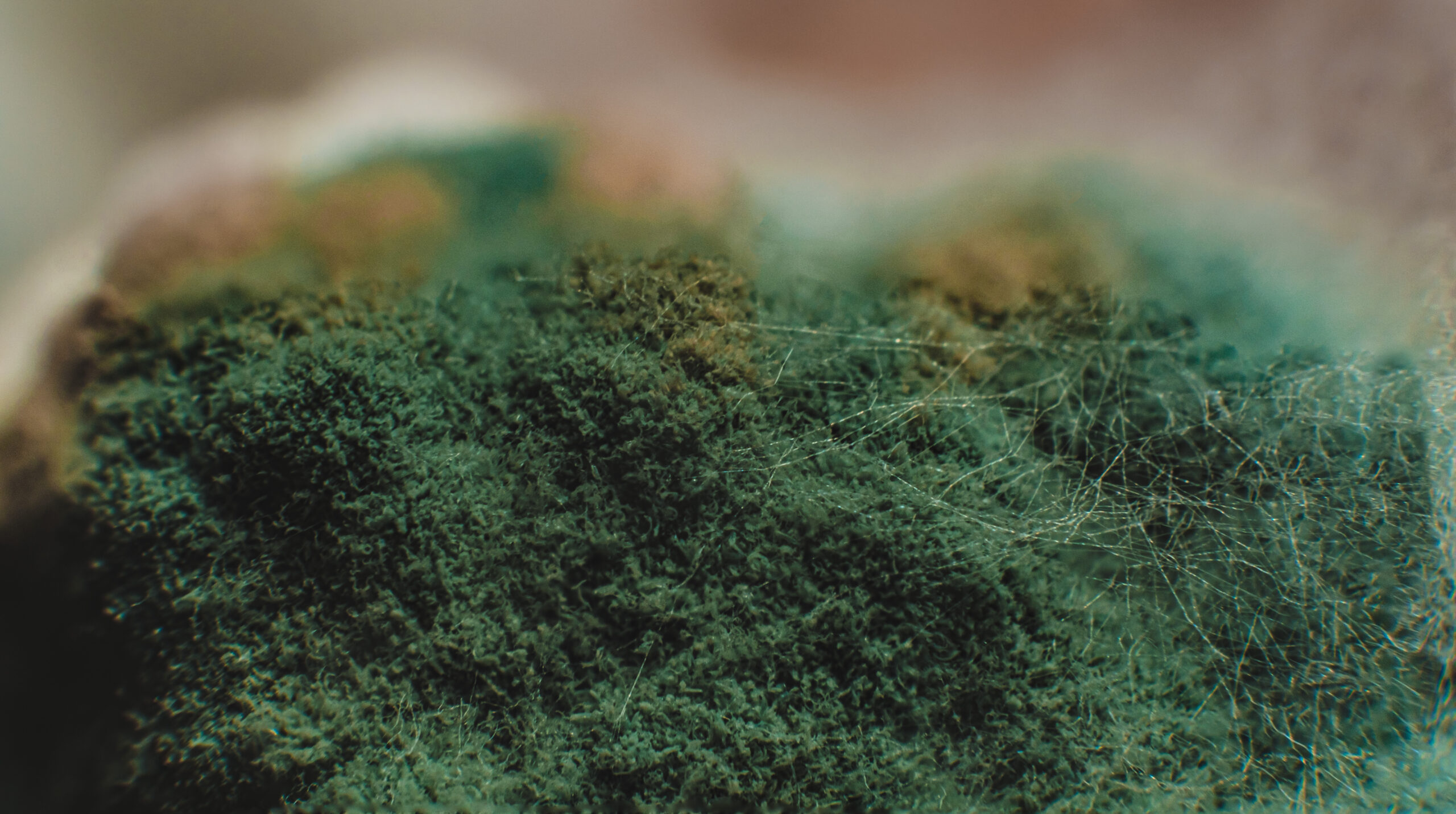 Does the Color of Mold Matter?