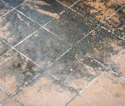 Signs that You Have Mold Under Your Floors