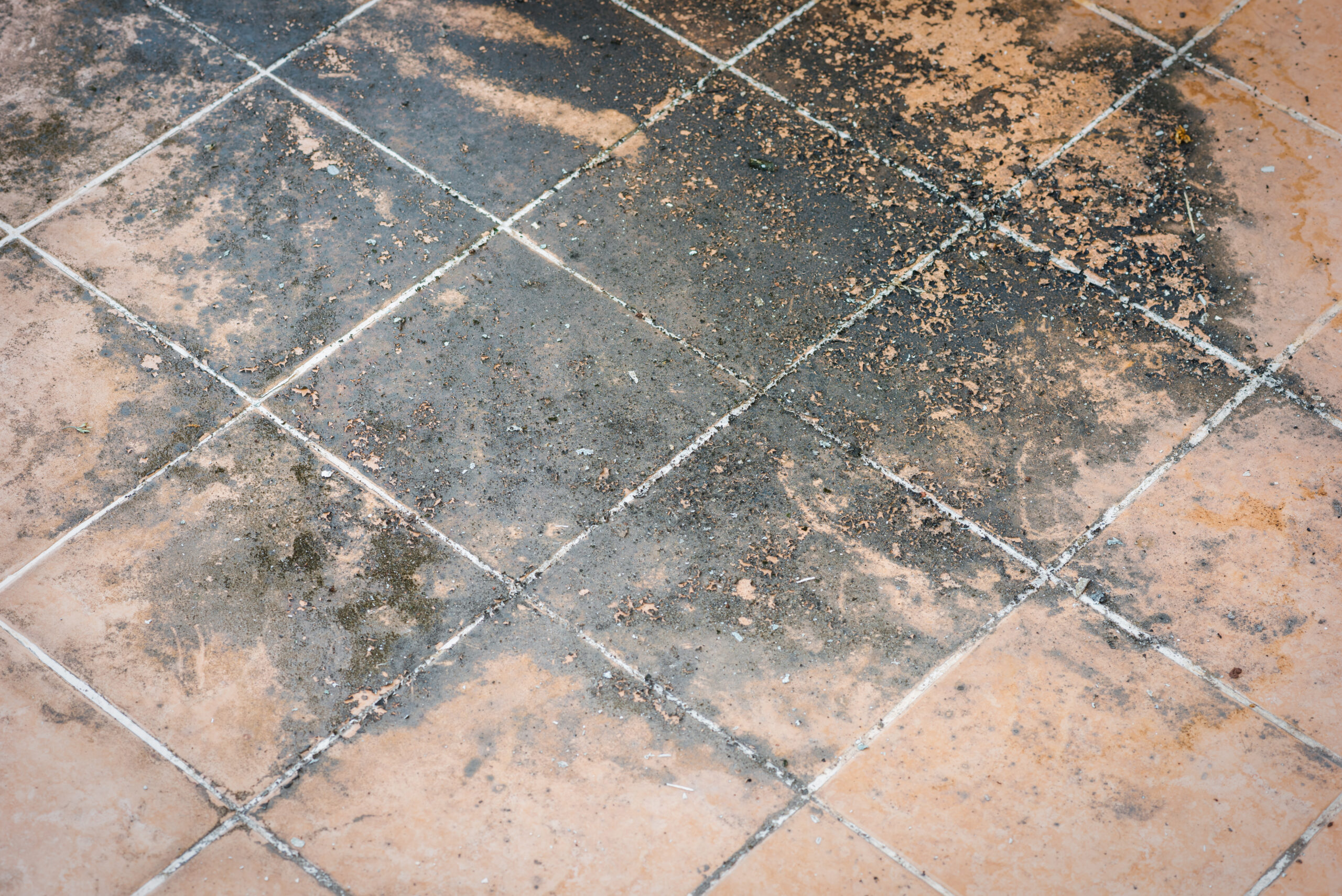 Signs that You Have Mold Under Your Floors